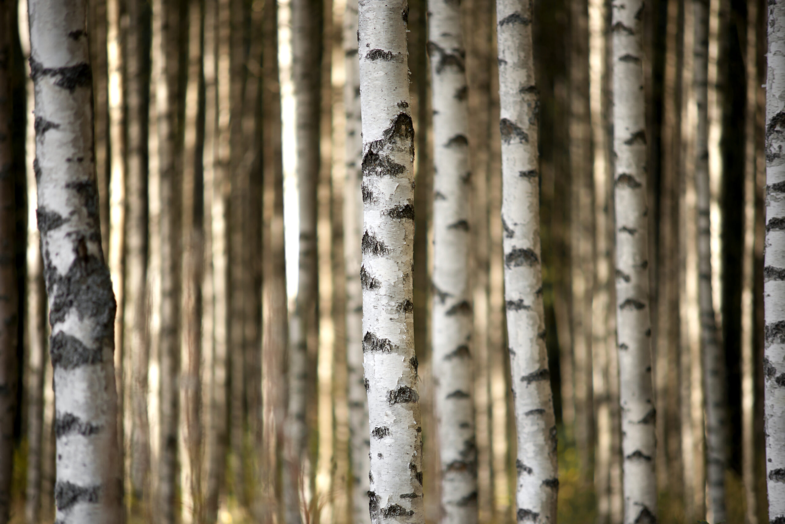 shutterstock_156978170